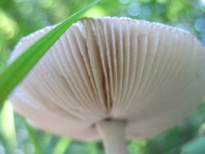 Pilz 003.jpg